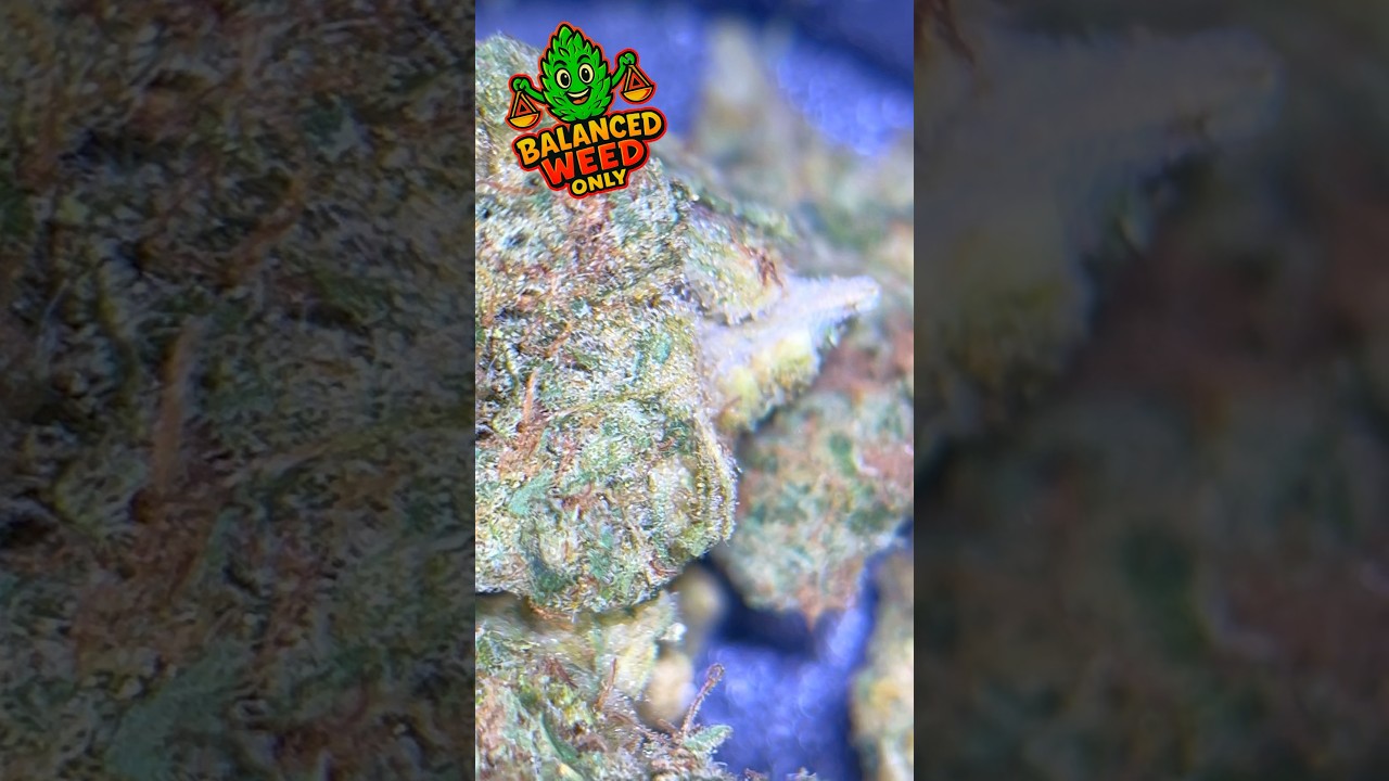 Pedanios 10/13 MBE-CA – Moon Berry 