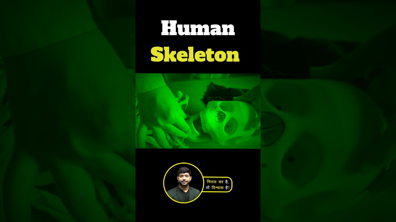 Human Skeleton 