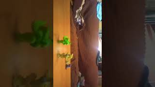 Esmeralda Venocto Vs Venocto De Oro