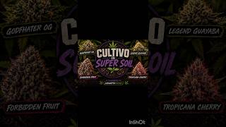CULTIVO EN SUPERSOIL!!! DIA 51 Y 45 DE VIDA!! #autoconsumo #cultivo #growing #interior #apical #lst