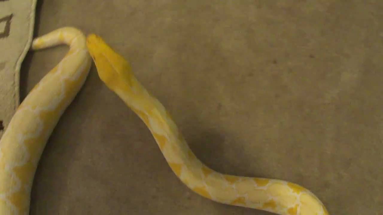 2009 White Phase Reticulated Python - YouTube