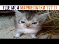 ГДЕ МОИ МАРМЕЛАТКИ??? ))) Приколы с котами | Мемозг 1256