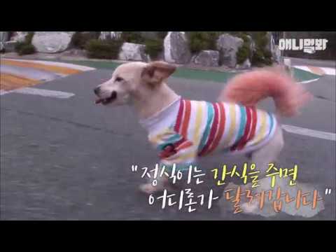 애니멀봐 사모예드 A dog which keeps burying food