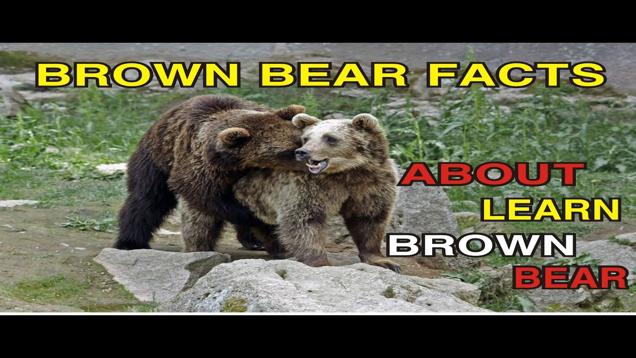 the brown bear educational video / brown bear facts part1 / brown bears