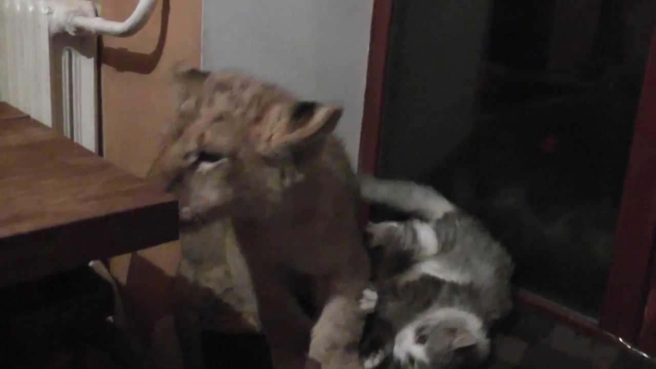 Cat VS. Lion YouTube