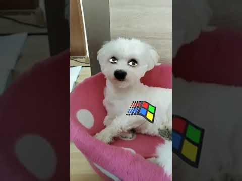 Bau! #bichon #dog