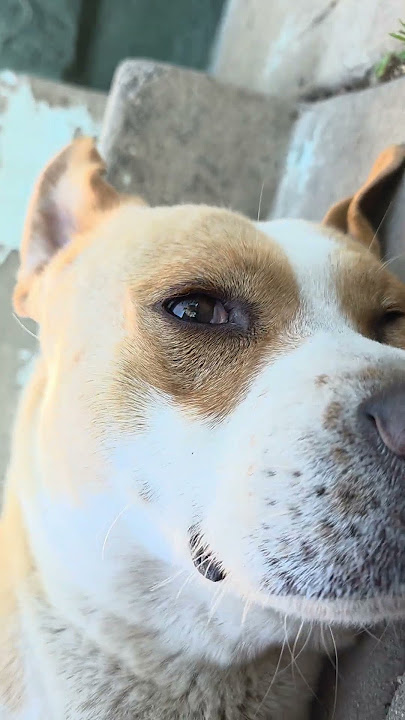 phoenix sadboy #sadboy #dogsofyoutube