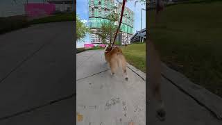 The Ultimate Floof-Drive Is Engaged.