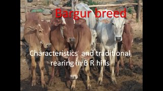 Bargur breeds characteristics and traditional rearing