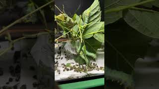 These Cecropia Moth Caterpillars have grown huge. I am surprised.