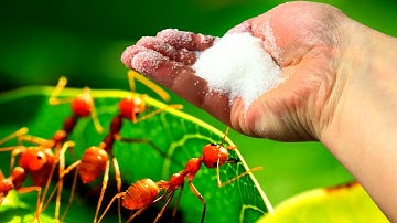 CONTROL ANTS & APHIDS WITH THIS SIMPLE TRICK