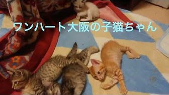 ワンハート大阪 Youtube ワンハート大阪 Youtube