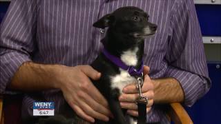 Adoptable Pet of the Week   Chemung County SPCA
