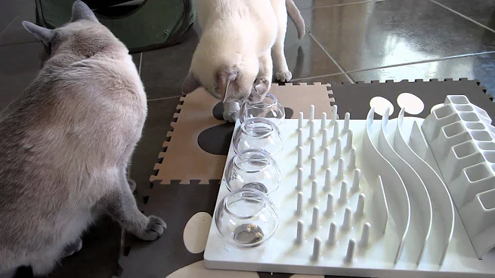 Watch the video about Tonkinese & Cat Activity Fun Board Food & Treat Puzzle [HD]