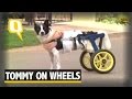 Doctor Helps An Injured Stray Dog Walk With an Innovative Cart