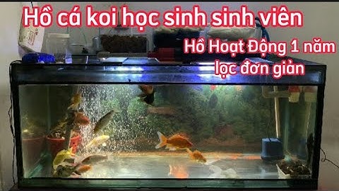 Hồ Cá Koi 300l Lọc Đơn Giản Nước Cực Trong - Hoạt Động Hơn 6 Tháng Rất Ổn.😊😊😊😊