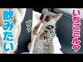 ストローを抱えてドリンクを飲むお猿 Pizzatoru the Bushbaby / ショウガラゴのピザトル