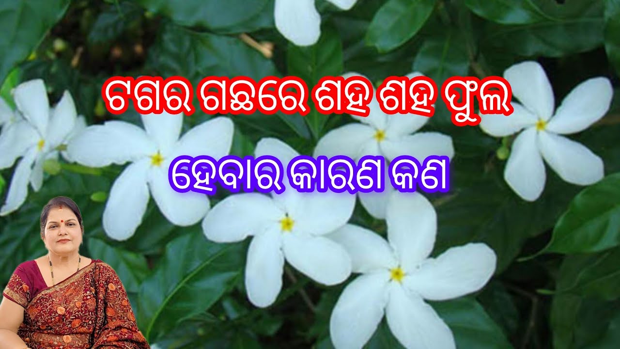 ଟଗର ଗଛରେ ଶହ ଶହ ଫୁଲ ହେବାର କାରଣ କଣ /Chandni plant care 
