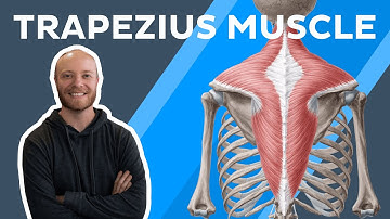 Trapezius muscle anatomy: origins, insertions, innervation and functions | Kenhub