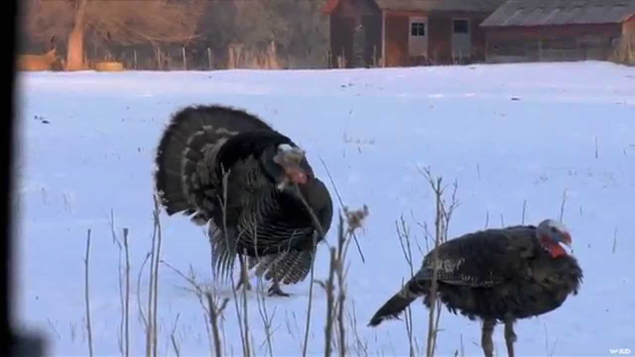 Winter Turkey Hunting in Nebraska YouTube