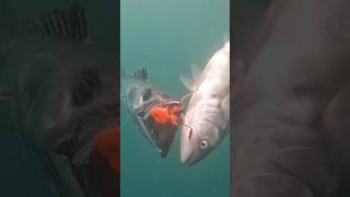 Barracouta attacks! Two fish one Glowbite lure (rare insight).