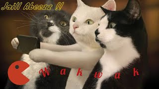 Video Lucu Dubbing Kucing Bikin Ngakak Abis | Funny Cat