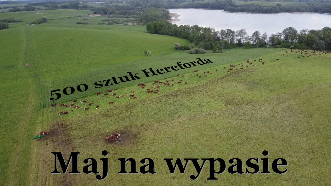 Stado 500 sztuk bydła na majowym wypasie