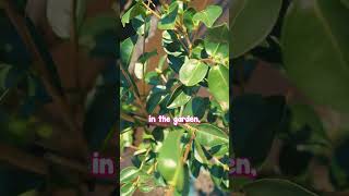 Best Evergreen Value Shop Camellia Sasanqua