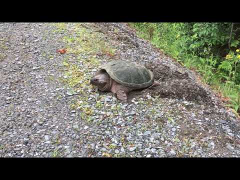 Snapping turtle lays eggs roadside