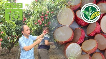 "Mục sở thị" vườn VẢI THIỀU KHÔNG HẠT giá cao gấp 10 lần vải thường | VTC16