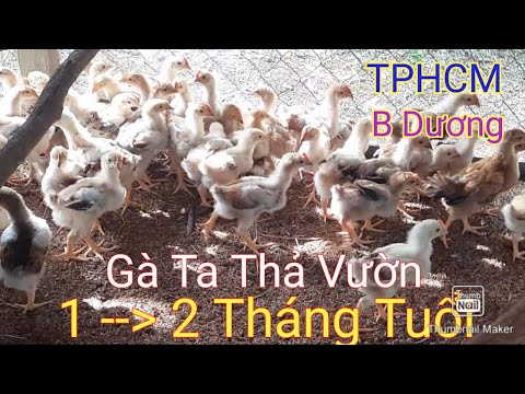 Video Trại Gà Con Giống Thả Vườn 0834327511 Bán Gà Giống Thả... - youtube