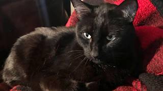 ХОЗЯЙКА СЛУЧАЙНО ОБНАРУЖИЛА СВОЮ КОШКУ, ПРОПАВШУЮ 5 ЛЕТ НАЗАД! ХОЗЯЙКА СЛУЧАЙНО ОБНАРУЖИЛА СВОЮ КОШКУ, ПРОПАВШУЮ 5 ЛЕТ НАЗАД!