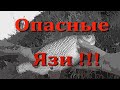 Опасные ЯЗИ !!! Поход за хищником ...