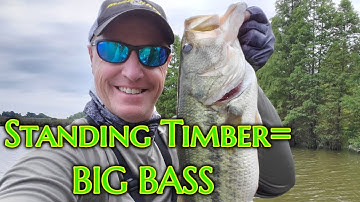 BIG BASS in Standing Timber | 3 Techniques to Catch