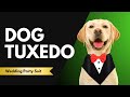 Dog Tuxedo Dress