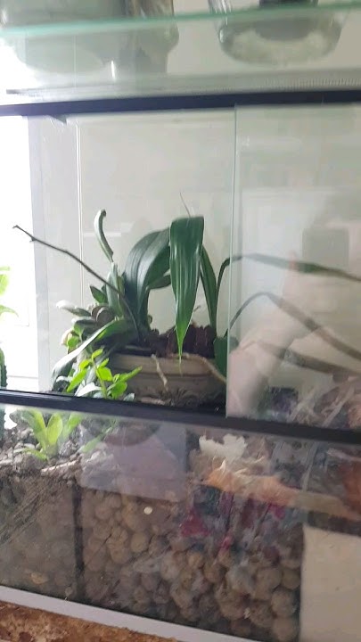 Фаленопсис и улитки. Орхидея и другие растения в террариуме #plants # ...