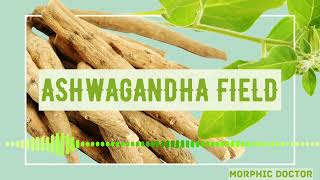 Ashhwagandha field (Energetically programmed)