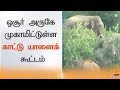 ஒசூர் அருகே முகாமிட்டுள்ள காட்டு யானைக் கூட்டம்