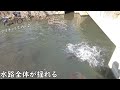 埼玉の怪物を釣る
