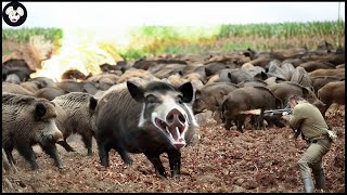 How Do Italian Farmers Deal With Millions Of Invasive Wild Boars? | Invasive Species