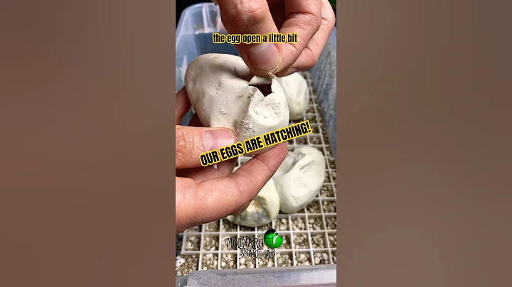 OUR EGGS ARE HATCHING!! #molinarosnakelab #KearyMolinaro #snakes #ballpython #eggcutting #python