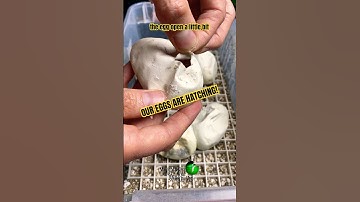OUR EGGS ARE HATCHING!! #molinarosnakelab #KearyMolinaro #snakes #ballpython #eggcutting #python