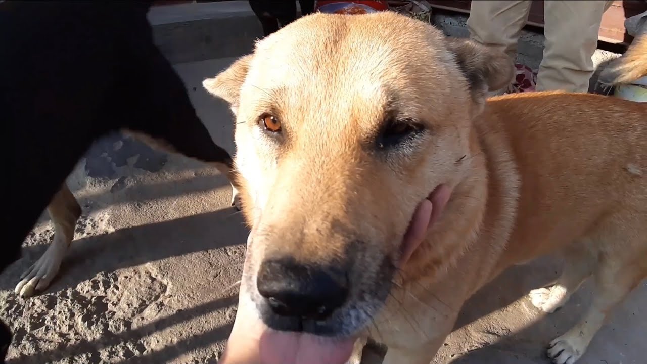 Medicine and Food For Stray Dogs ️/ Running After Human🥲 ️/ Lovely Dog💕