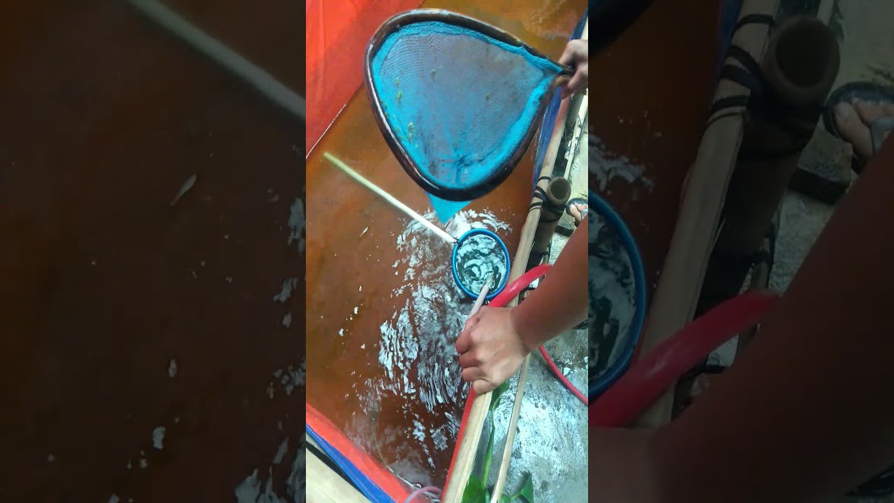 Ojekta Pakpak Bharat, Menjual Bibit Lele Jumbo, Ikan Gurami, Ikan Nila