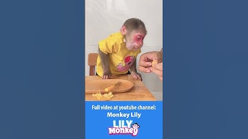 Lily skips meals because she misses her dad P3 #shorts #short #monkey