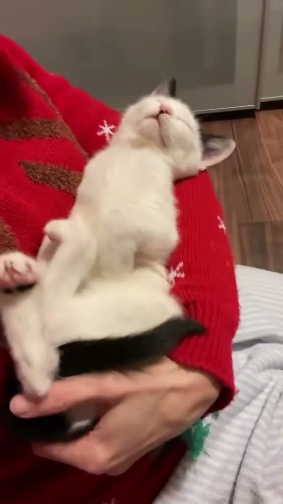 Bébé chaton très mignon ♥️ ♥️ ♥️