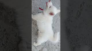    Funniest Dog Moments That Will Make You Laugh 😂🐶 #dog 