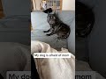 dogs scared of mom #funnydog #funnydogs