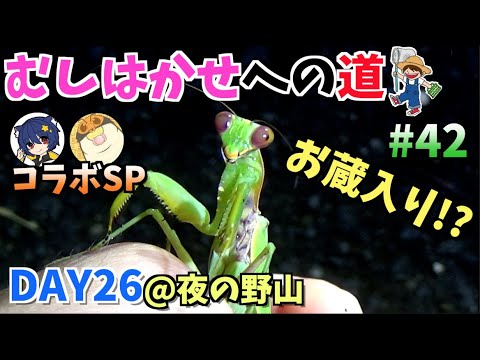 虫・ムシ おもしろ図鑑 2 森に隠れるカマキリたち~世界 輝く虫たち [DVD] 6g7v4d0 Amazon.co.jp: 虫ムシ おもしろ図鑑 1 森の忍者ナナフシ~驚き