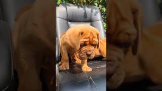 #frenchmastiff #puppy #doglover #cutepuppy #petowner